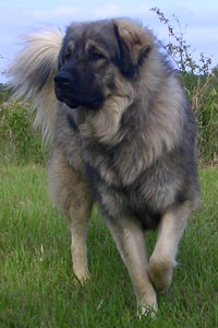 Sarplaninac shepherd sales