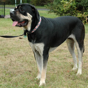 Black and sales tan cane corso